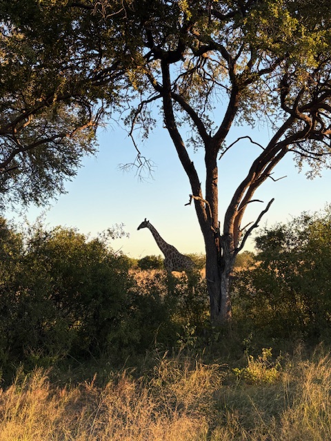 CWF rangers monitoring the Hwange buffer zone