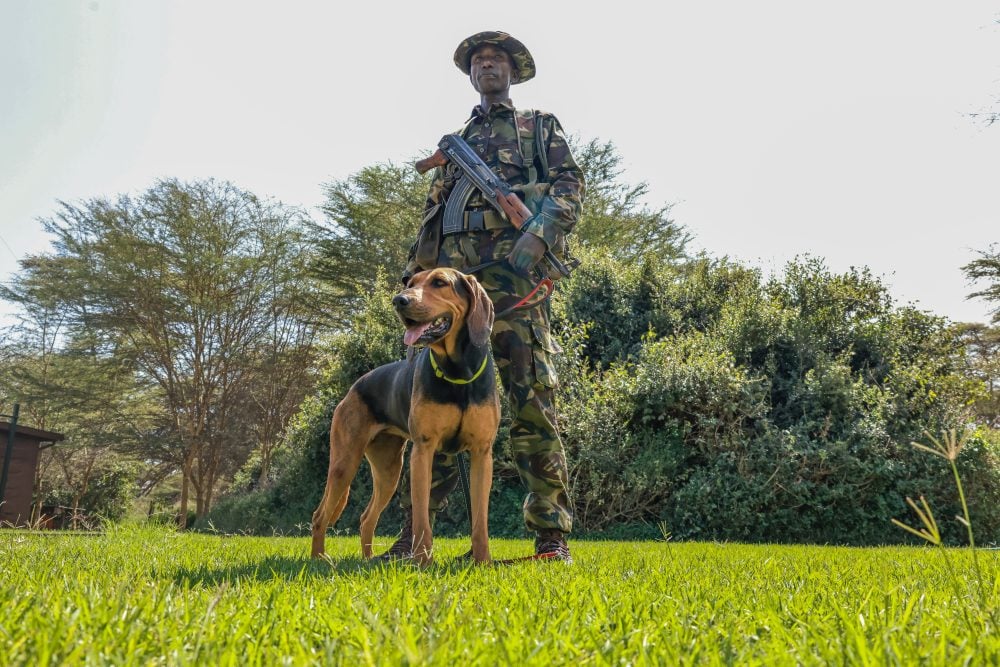 Ranger standing with tracking dog unit