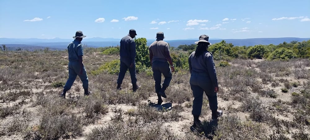 Four rangers patrolling in the dense bush of Great Fish River Nature Reserve
