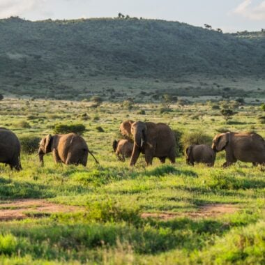 Hunting for Conservation with Paul Stones