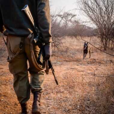 From Vultures to Wild Dogs: Inside the EWT